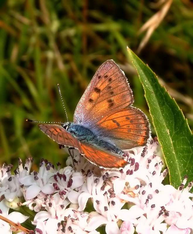 chi l''ha vista?? Lycaena alciphron